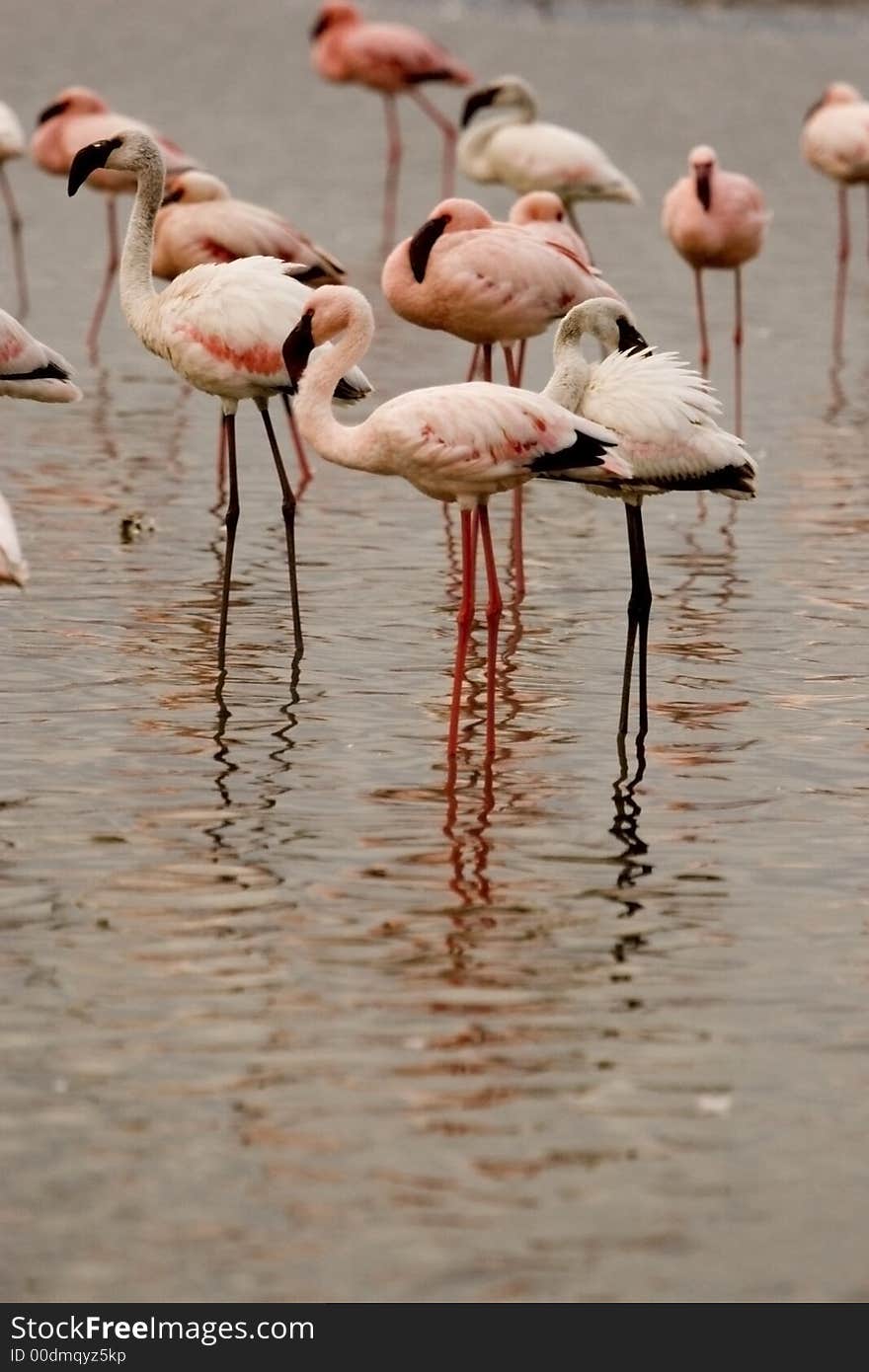 Flamingo in Nakuru lake National park 
in Kenya.