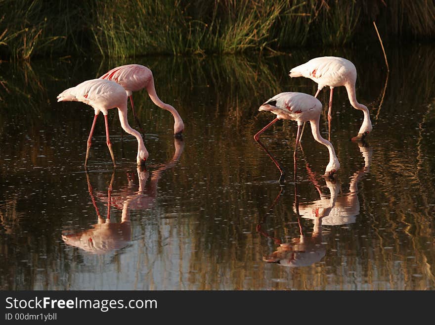 Flamingo in Nakuru lake National park 
in Kenya.