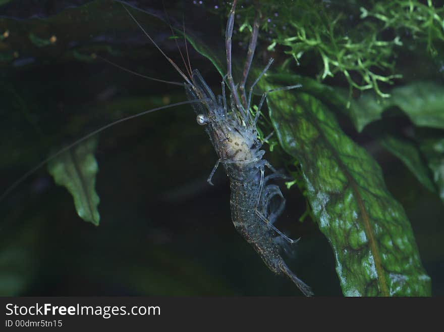 The freshwater shrimp closeup shot in aquarium. The freshwater shrimp closeup shot in aquarium