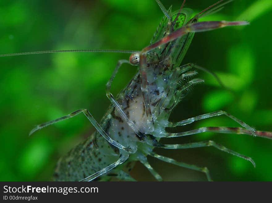 The freshwater shrimp closeup shot in aquarium. The freshwater shrimp closeup shot in aquarium