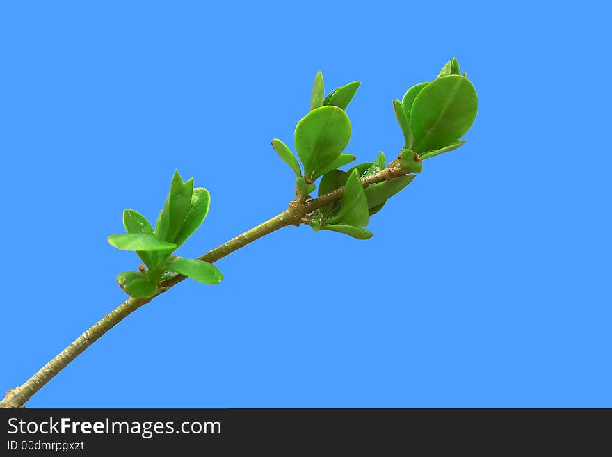 Sprout with a blue background. Sprout with a blue background