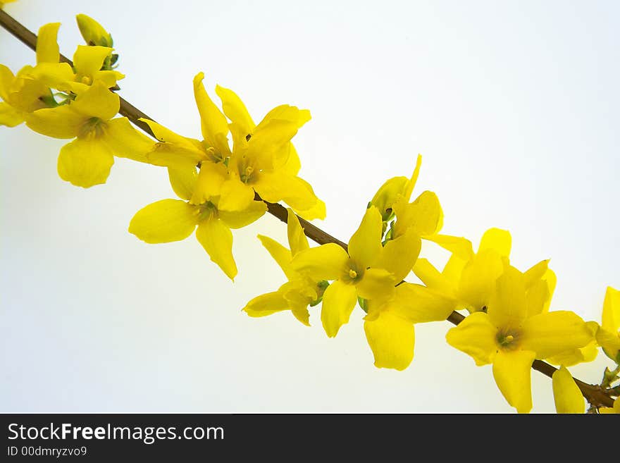 Yellow flowers on a lightbox. Yellow flowers on a lightbox