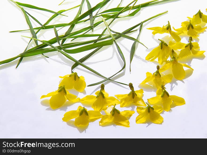 Yellow flowers on a lightbox