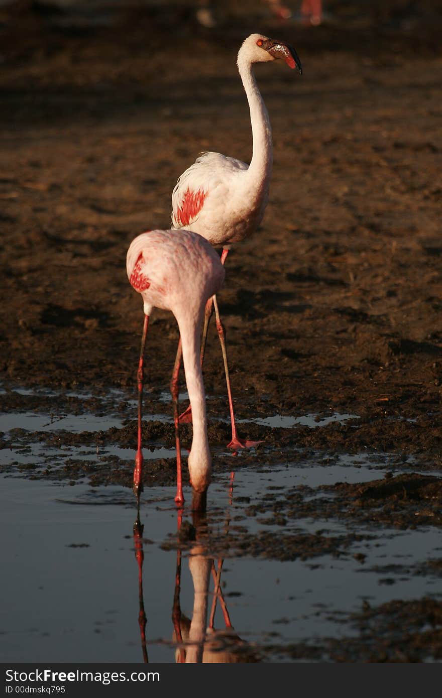 Flamingo in Nakuru lake National park in Kenya.