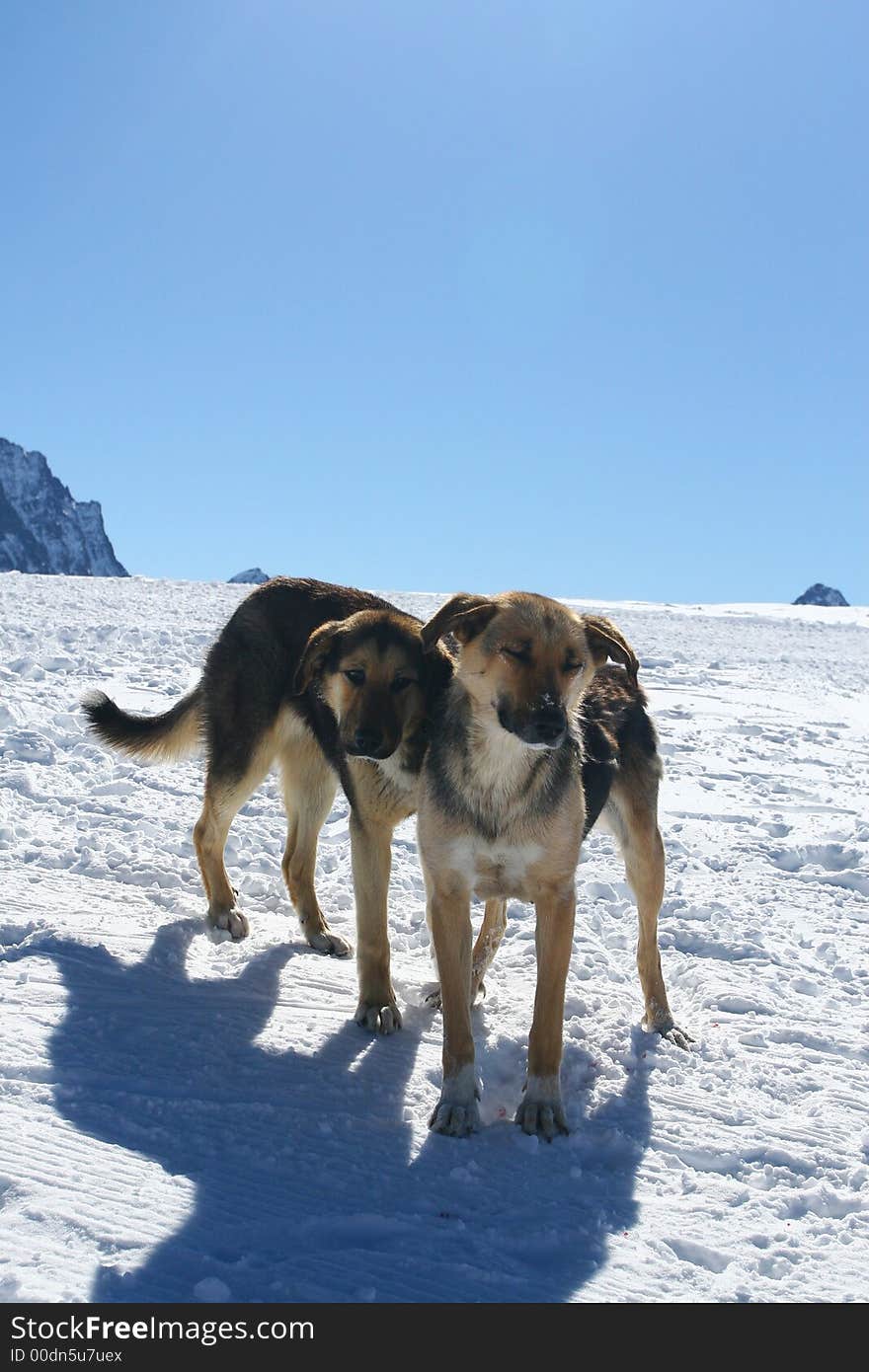 Two dogs at the mountainside: family at the Winter resort in Northern Caucasia, Russia. Two dogs at the mountainside: family at the Winter resort in Northern Caucasia, Russia.