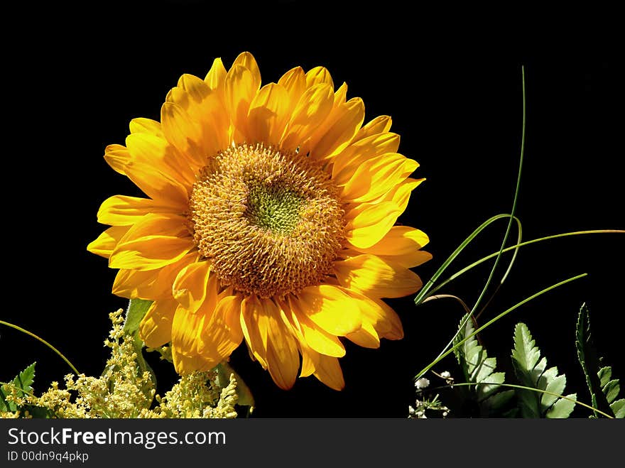 Very beautiful yellow sunflower petals closeup in garden