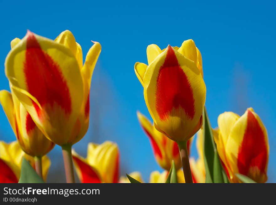 Colorful dutch tulips against a blue sky