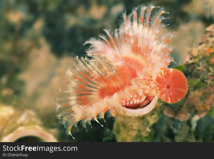 A close up of a tiny red beautiful sea creature against a contrasting green background. A close up of a tiny red beautiful sea creature against a contrasting green background