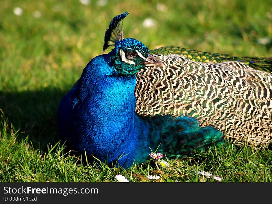 Peacock who don't wanna shot anymore by me;-) you can see it in his eyes. Peacock who don't wanna shot anymore by me;-) you can see it in his eyes