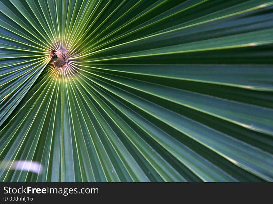 This off-center macro shot reveals the perfect symmetry of this palm tree's branch. This off-center macro shot reveals the perfect symmetry of this palm tree's branch.