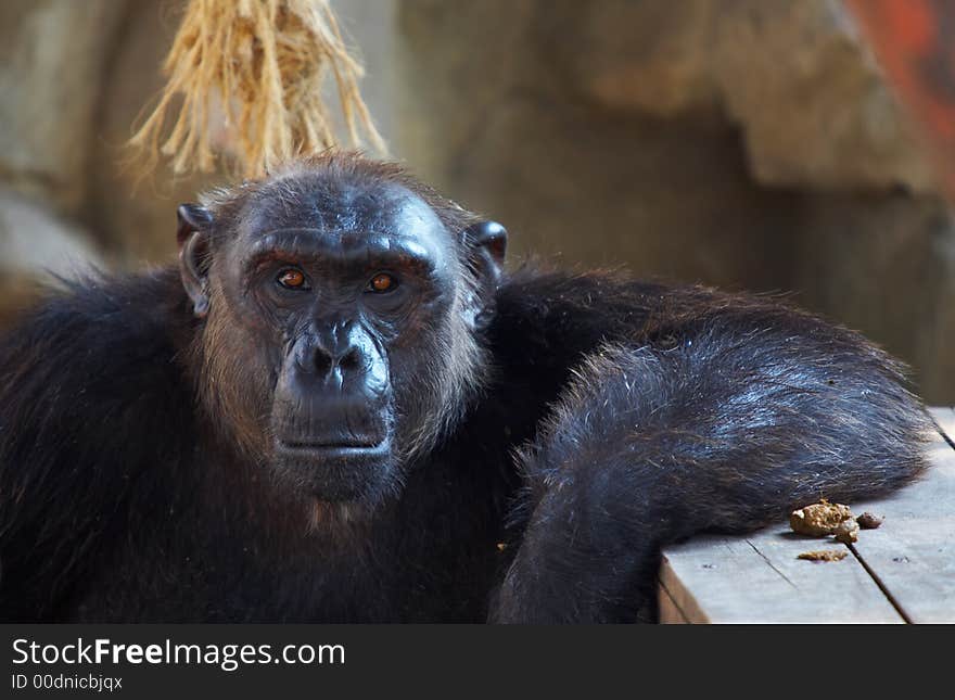 View of big black hairy mature male chimpanzee  in it’s cave. View of big black hairy mature male chimpanzee  in it’s cave