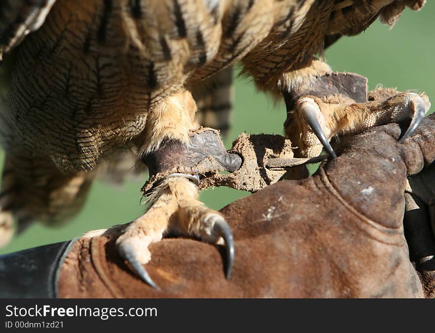 Sharp claws on a royal owl. He is standing on the leather gloved hand of a trainer