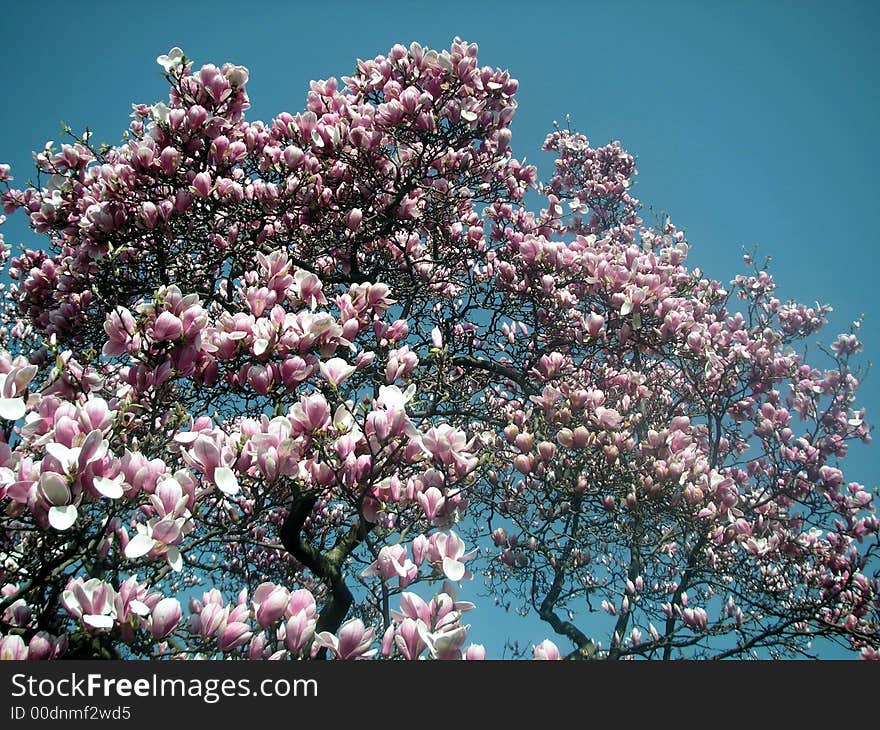 Blossoming magnolia tree growing straight up  towards blue sky. Blossoming magnolia tree growing straight up  towards blue sky.