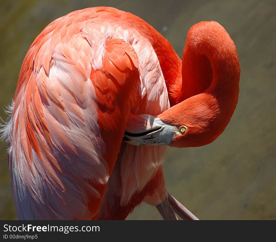 A pink florida flamingo grooming itself in the afternoon sun. A pink florida flamingo grooming itself in the afternoon sun