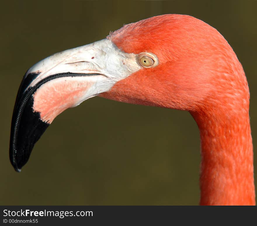 Flamingo face