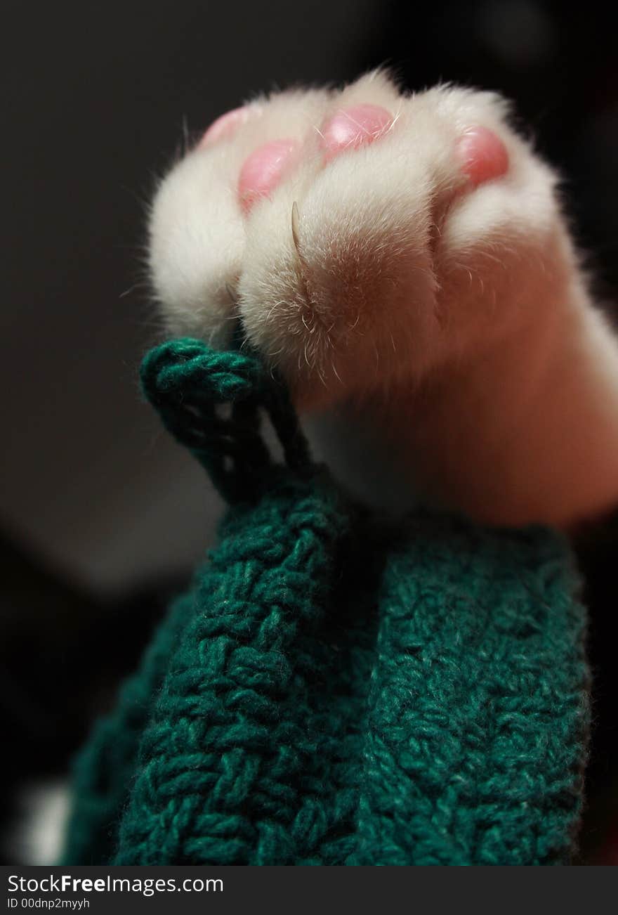 Portrait of a sleepy cat's paw