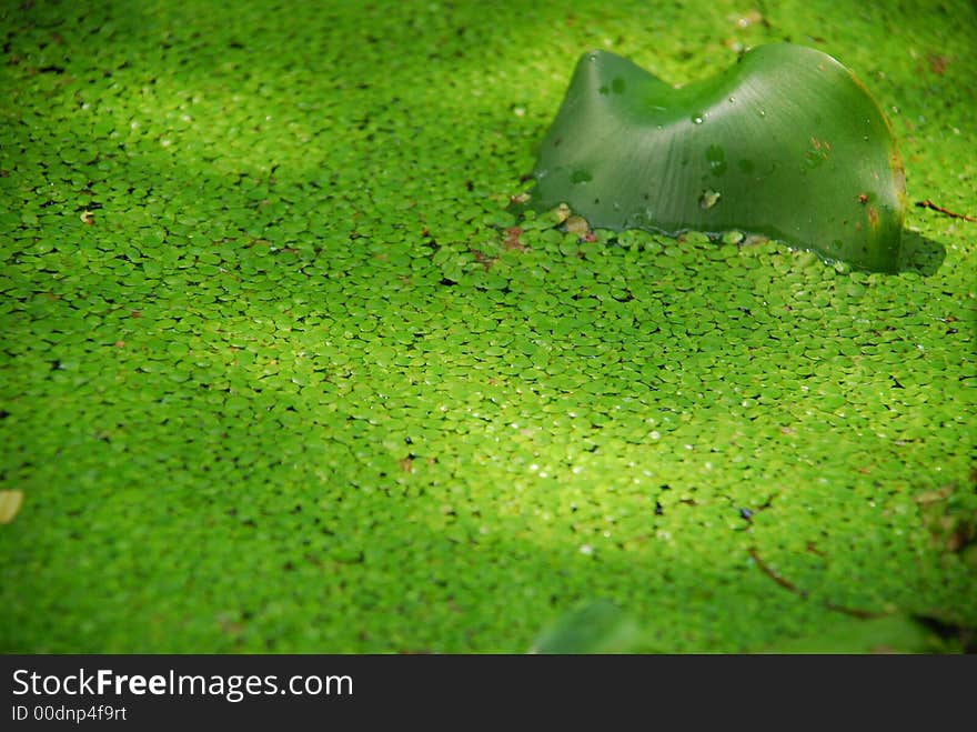 A floating leaf