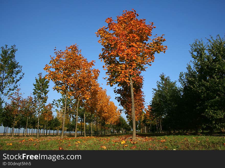 Autumn leaved trees in a row. Autumn leaved trees in a row