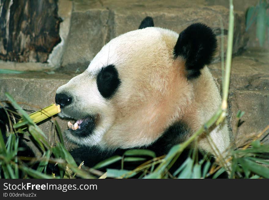 Giant Panda Eating Bamboo