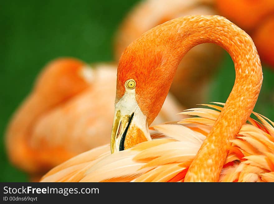 A Flamingo waking from a nap