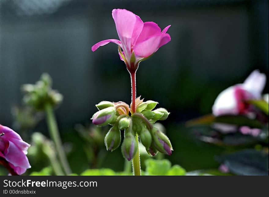 Backlit Flower