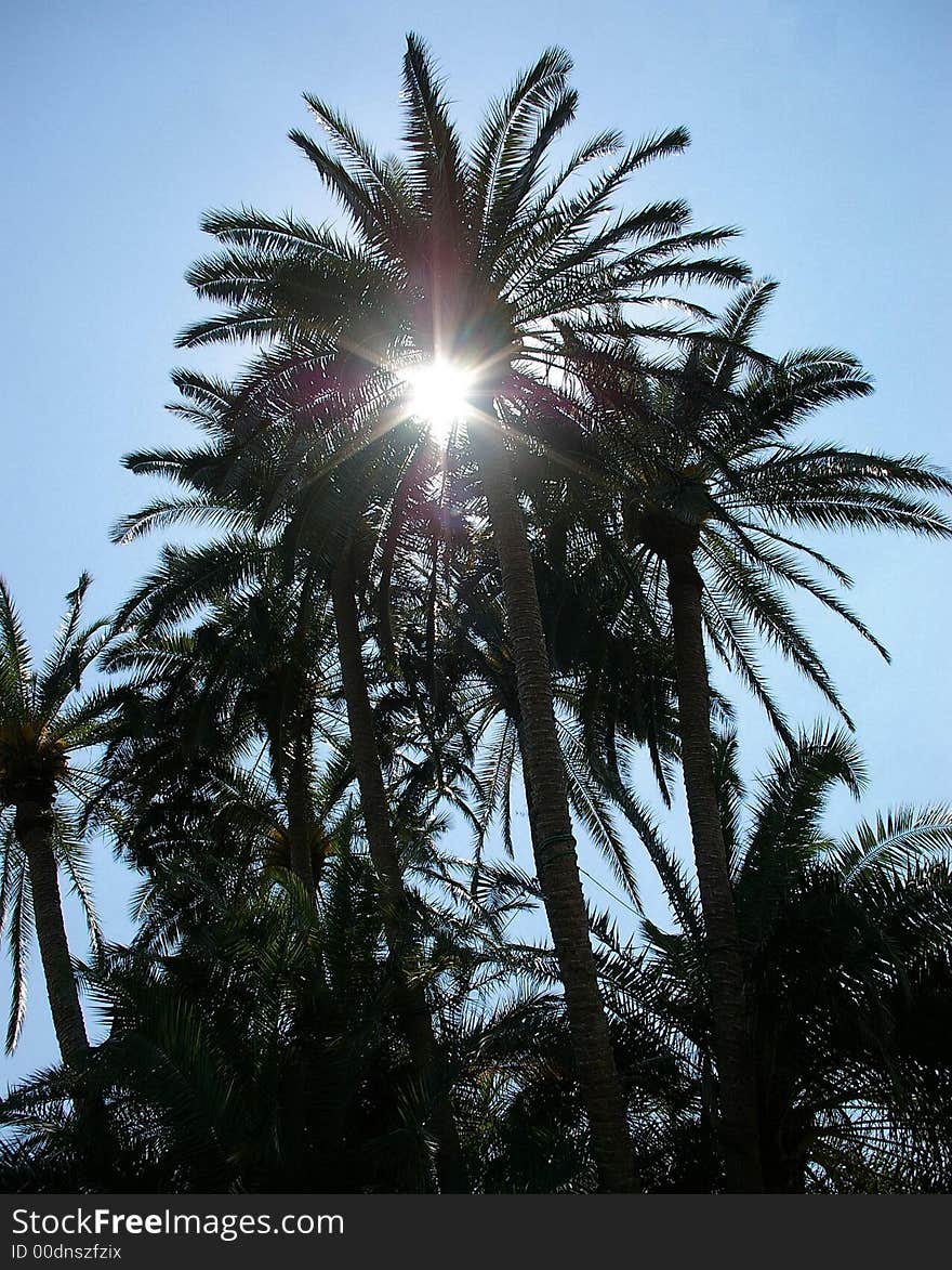 Sunlight through the Palm Tree