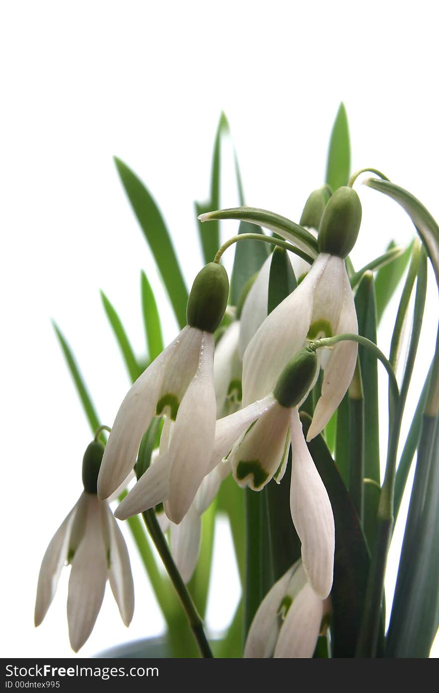 Early snowdrops in spring on white background