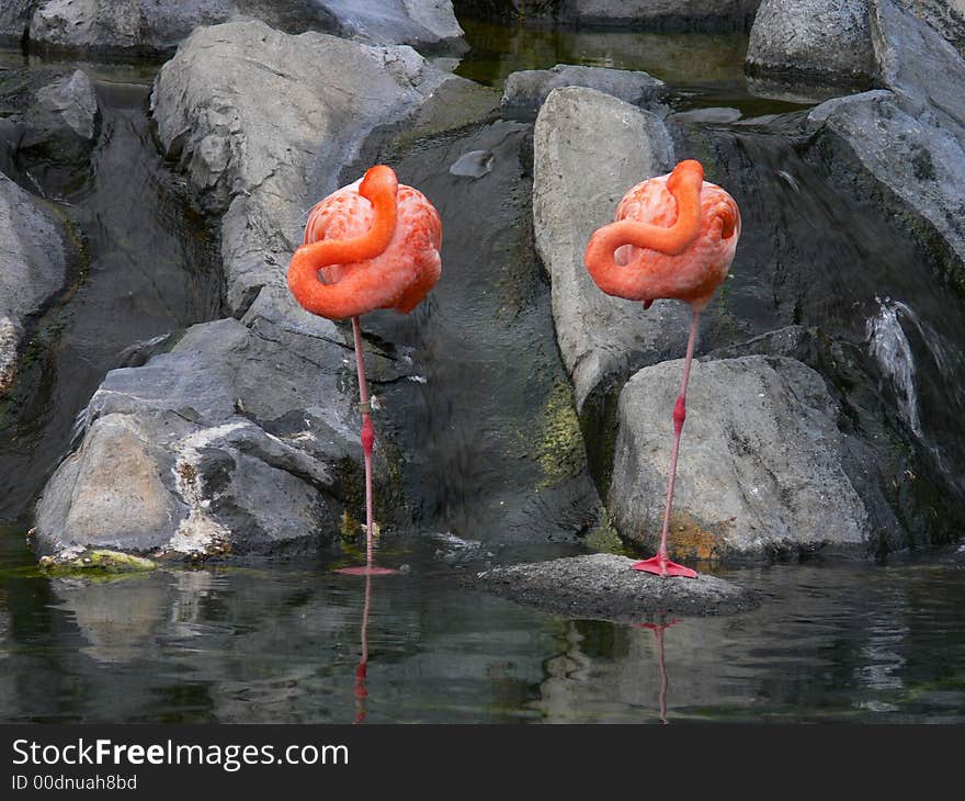 Sleeping flamencos