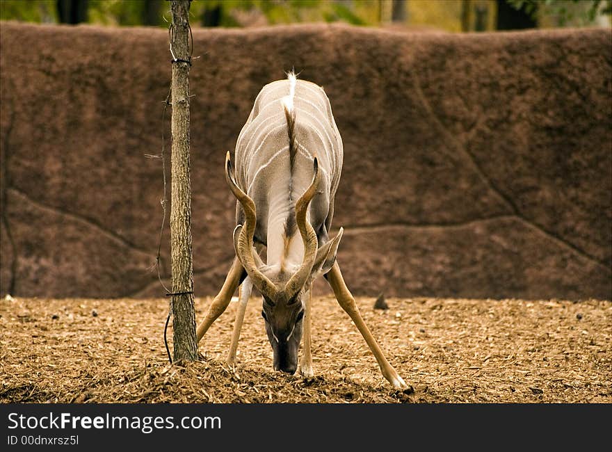 Desert Antelope