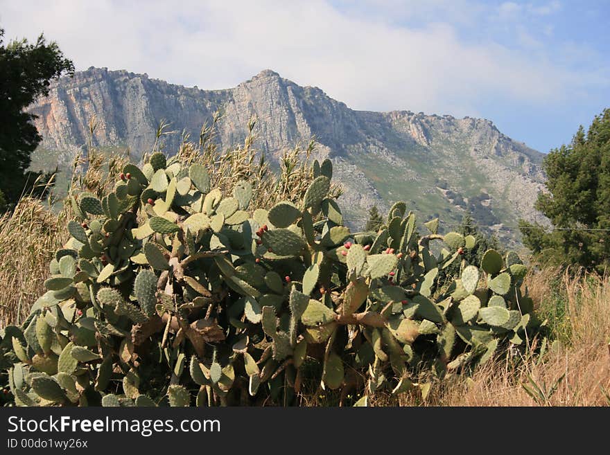 Prickly pears plants and fruits. Country Cultivation. Fruit plants. Panorama & mount. Open air . Sicily. Prickly pears plants and fruits. Country Cultivation. Fruit plants. Panorama & mount. Open air . Sicily