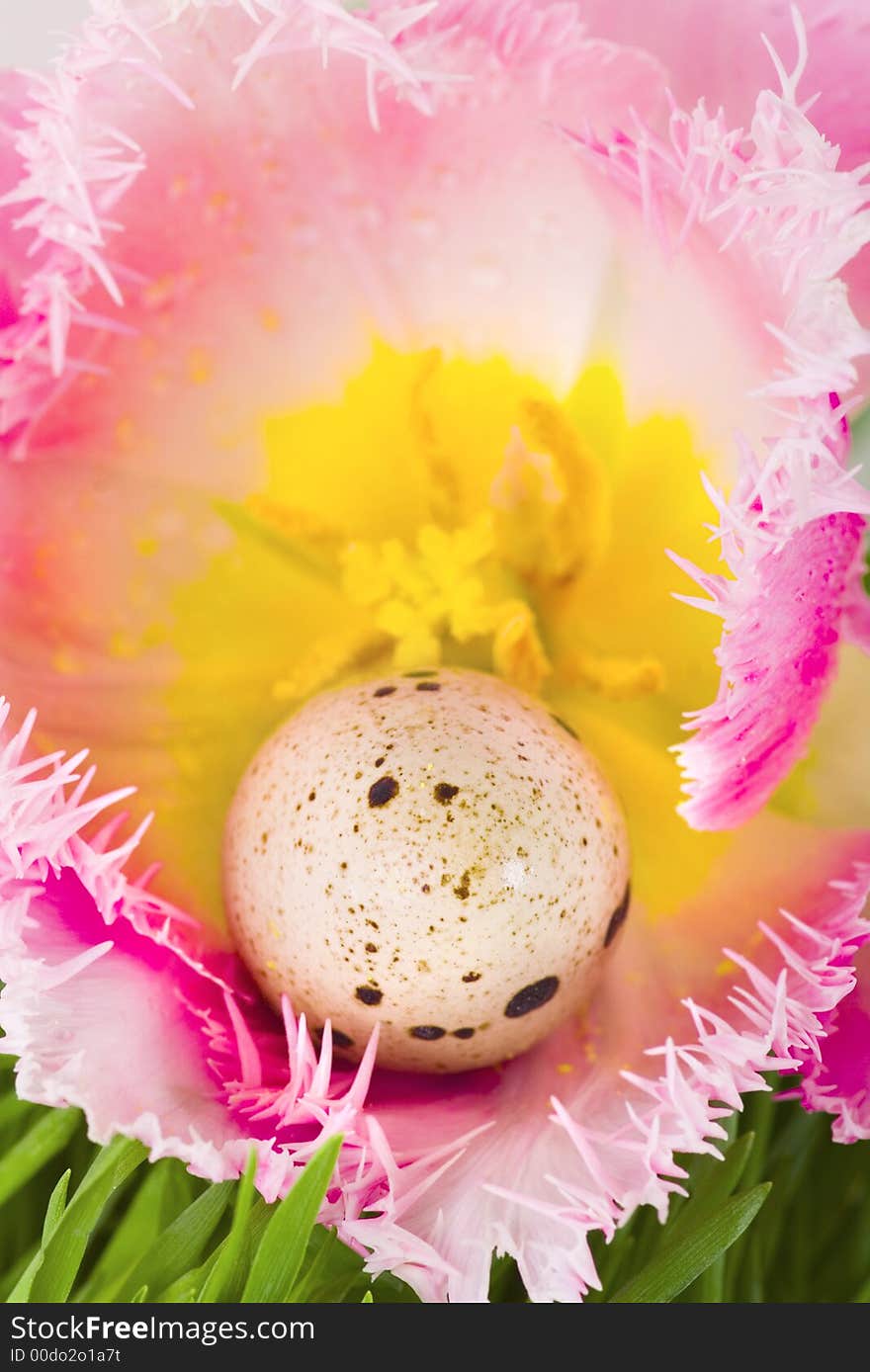 Easter egg in flower of pink tulip close-up. Easter egg in flower of pink tulip close-up