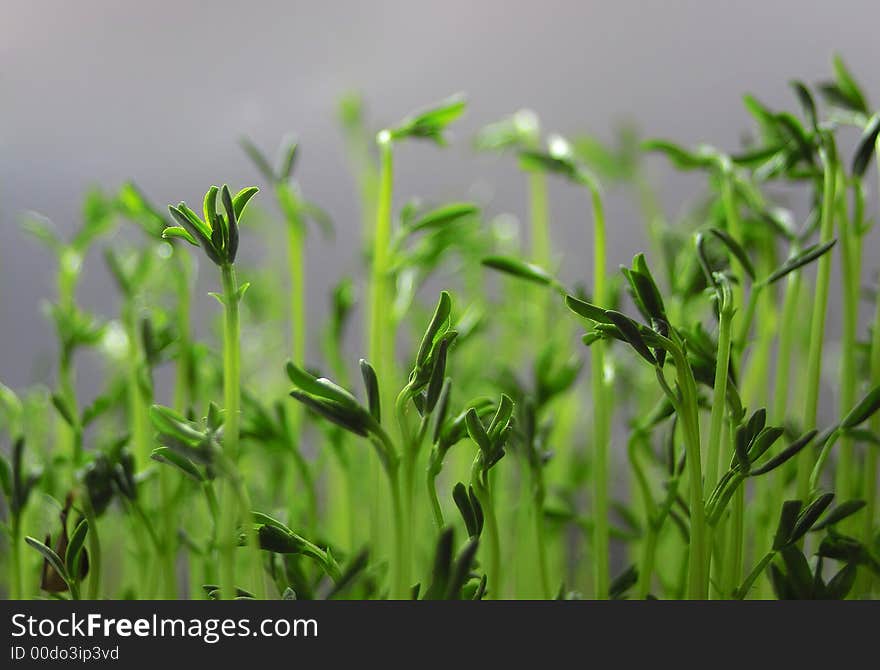 Lots of sprout with a grey back ground. Lots of sprout with a grey back ground