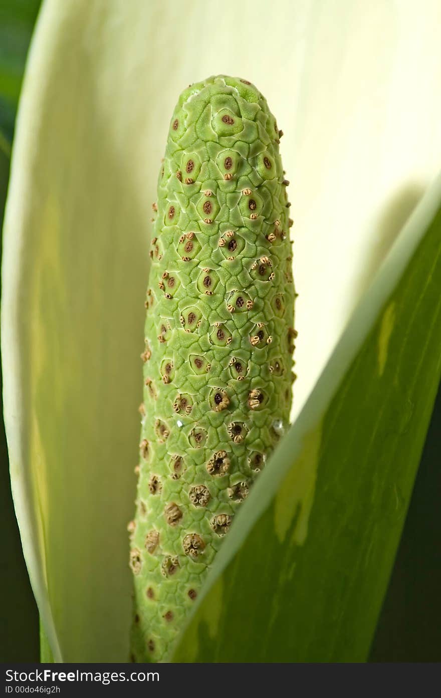 Exotic, tropical green anthurium plant - Kew Gardens, London, England.