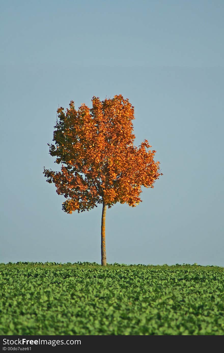 Orange leaved tree on a luscious green field. Orange leaved tree on a luscious green field