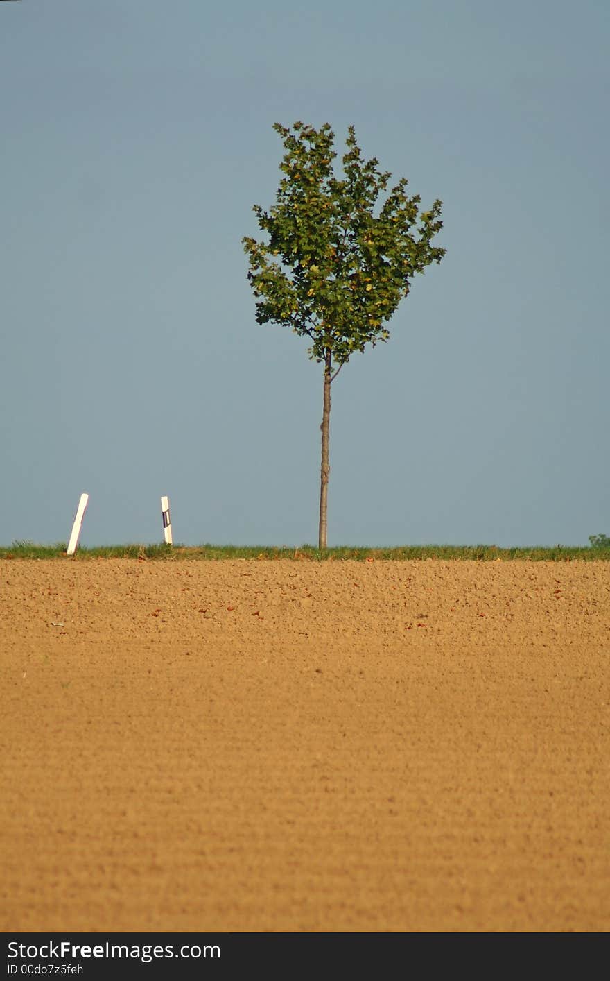 Lonely green tree on horizon road. Lonely green tree on horizon road