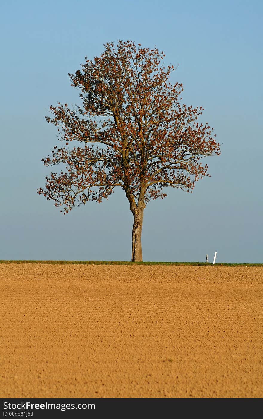 Old tree lonesome between earth and sky. Old tree lonesome between earth and sky