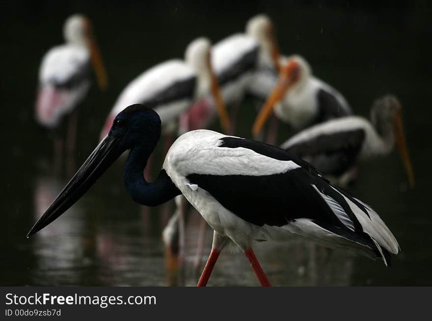 Painted Stork