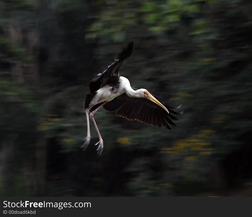 Painted stork