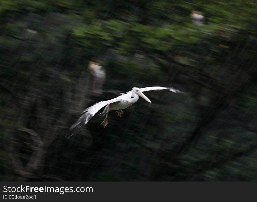 Bird Flying