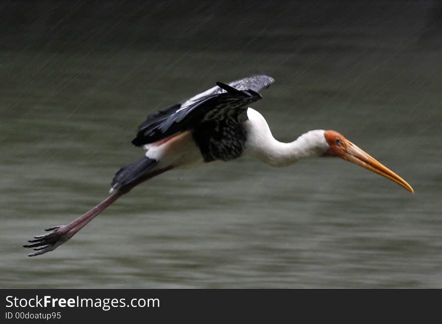 A painted stork flies in natural habitat.