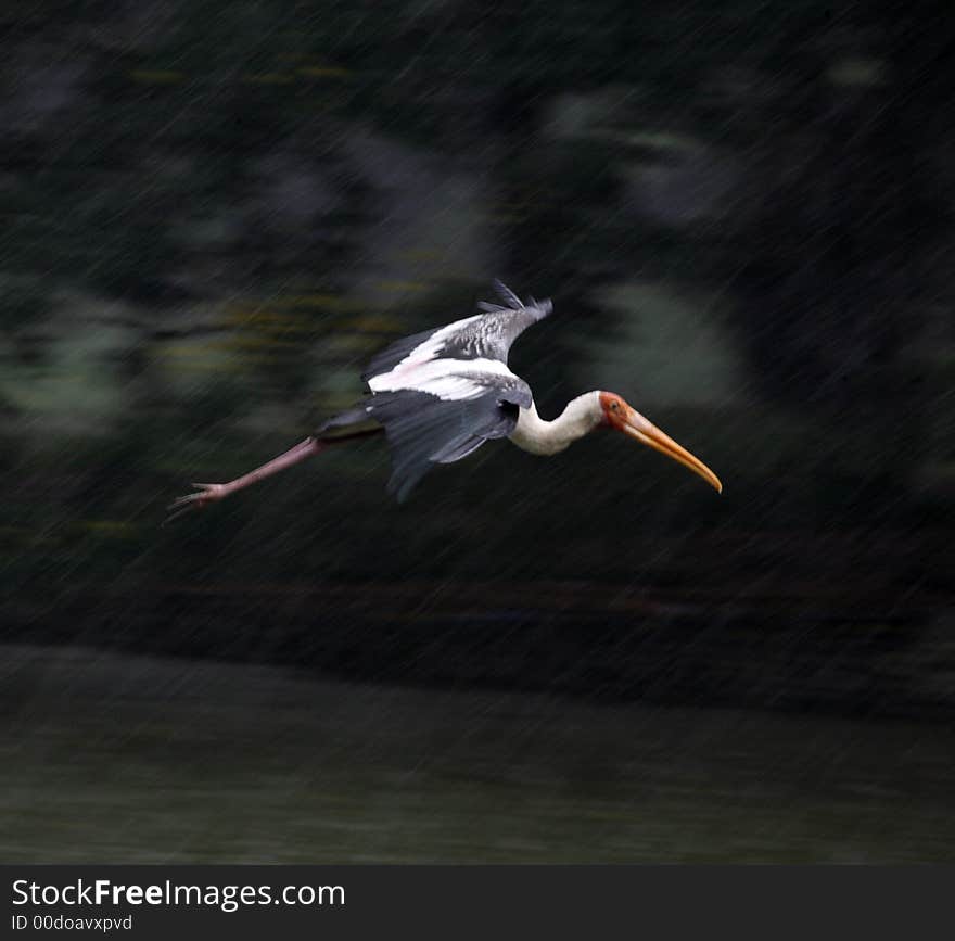 Painted Stork