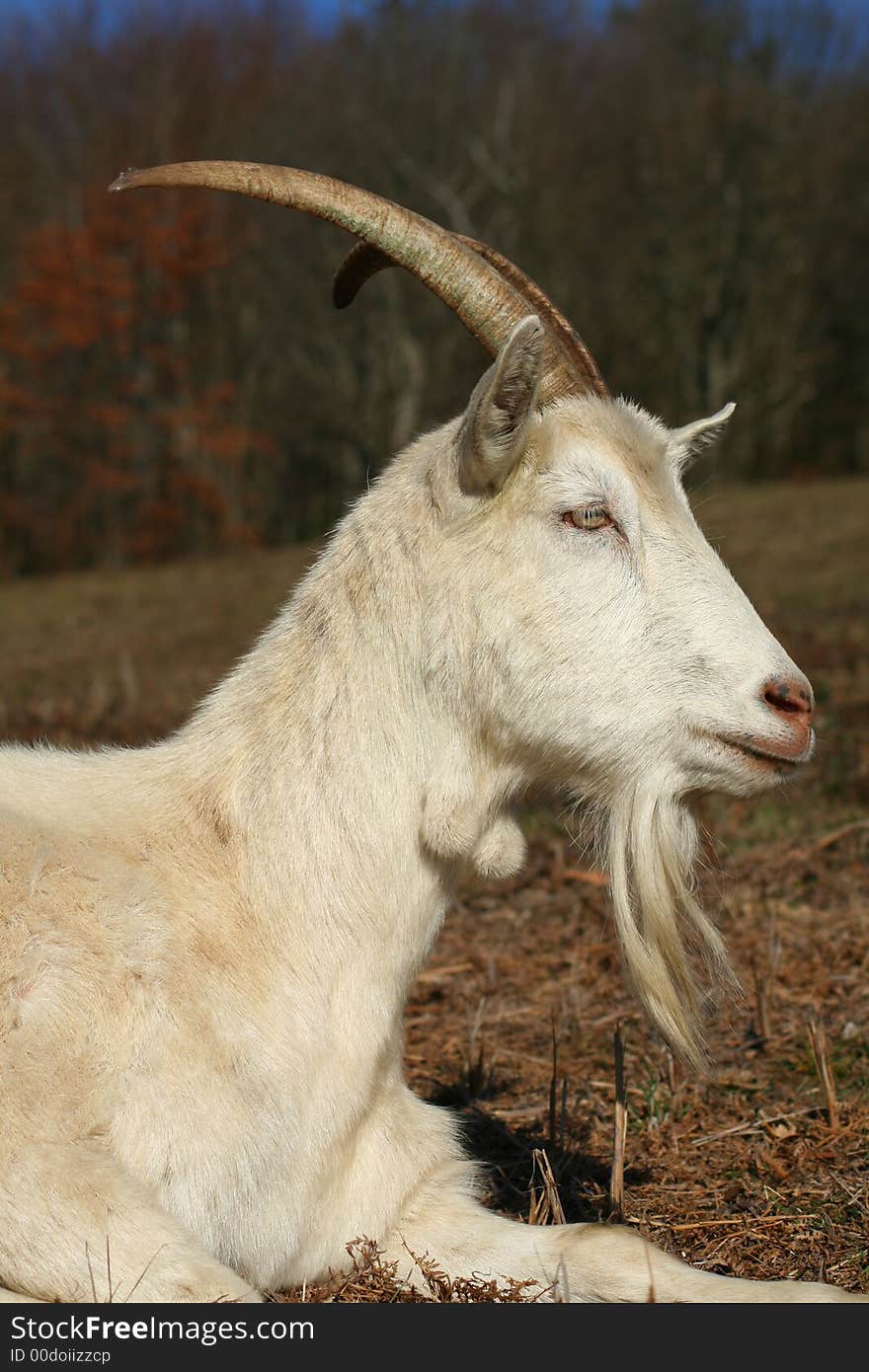 Profile of goat and his goatie. Profile of goat and his goatie