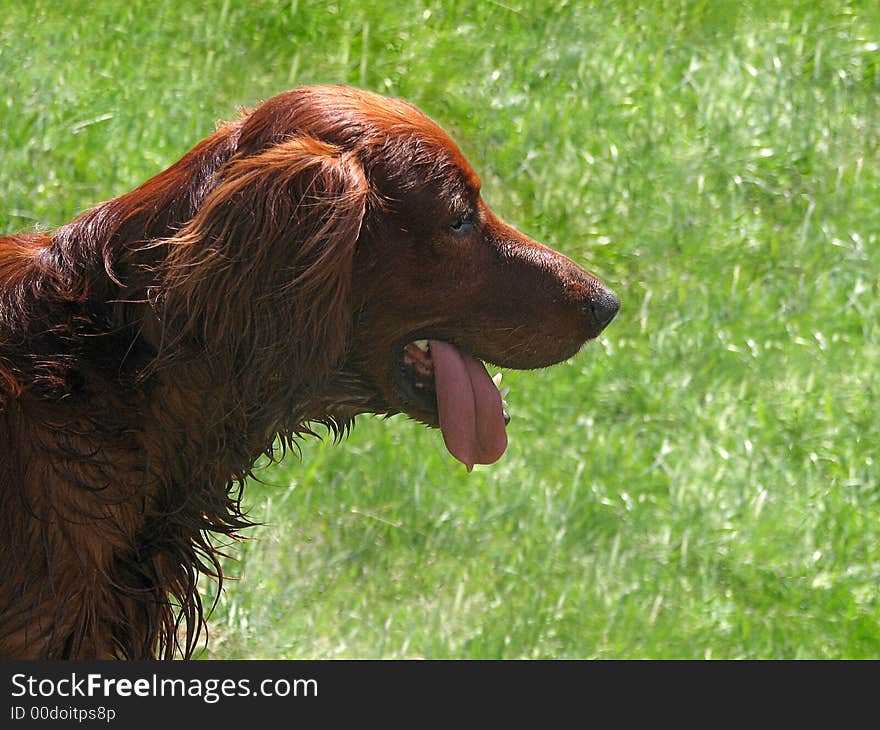 The face of an Irish setter. The face of an Irish setter