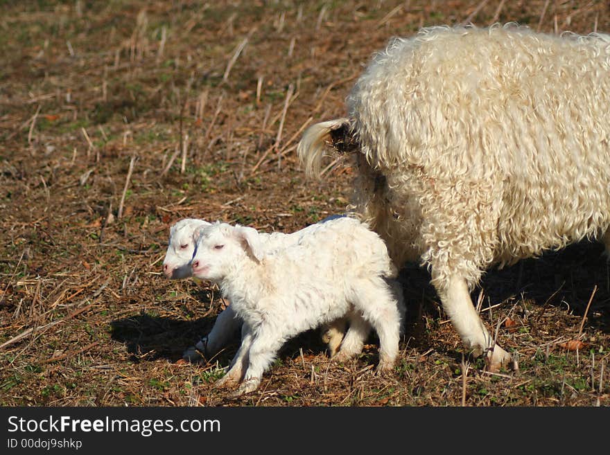 Two little lamb with mother sheep. Two little lamb with mother sheep