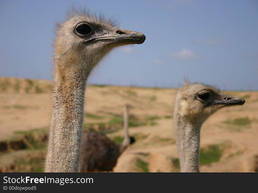 Farm of ostriches in the Negev - Israel.