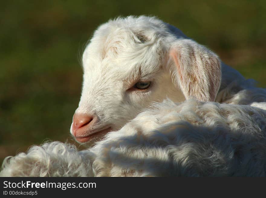 Little lamb turning its head to the camera. Little lamb turning its head to the camera