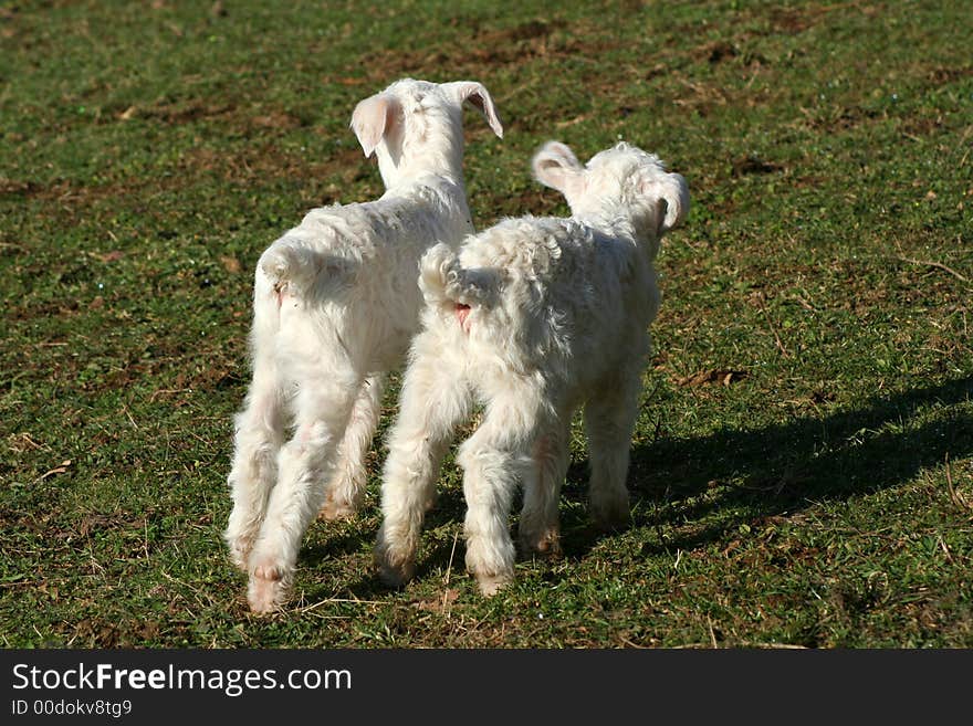 Two backsides of little lambs. Two backsides of little lambs