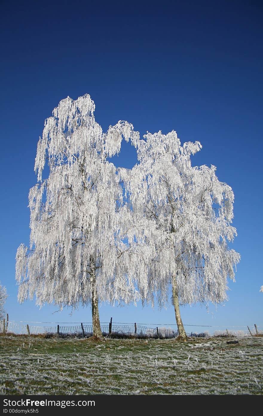 Frozen trees on blue sky background. Frozen trees on blue sky background