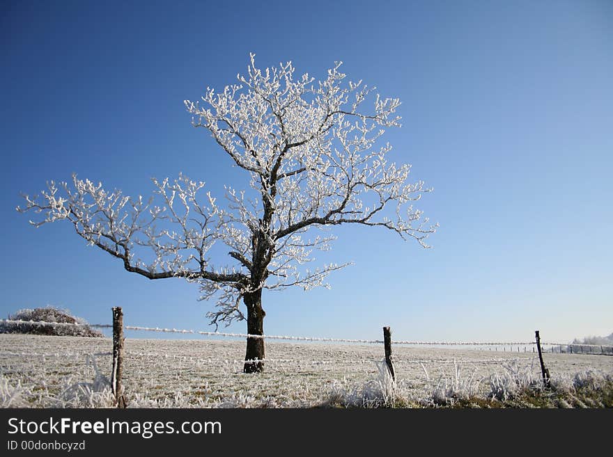 Frozen fruit tree on blue sky. Frozen fruit tree on blue sky