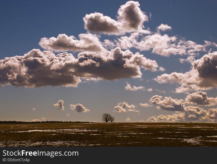 Lonely tree under low floating clouds